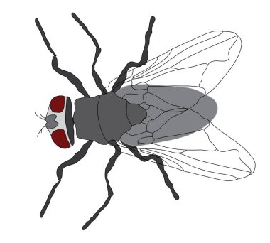 Beyaz arkaplanda uç, basit vektör çizimi 