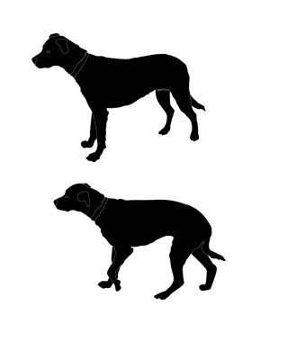 Ayrıntılı genel köpek çizimi beyaz arkaplanda izole edildi 