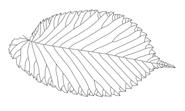 Detaljerad Svart Och Vit Linje Ritning Ett Mullbärsblad — Stock vektor