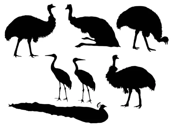 Siluetas Aves Exóticas Detalladas Emú Pavo Real Cigüeña — Vector de stock