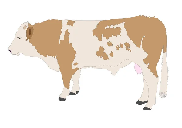 Illustration Brown White Bull — Stock Vector