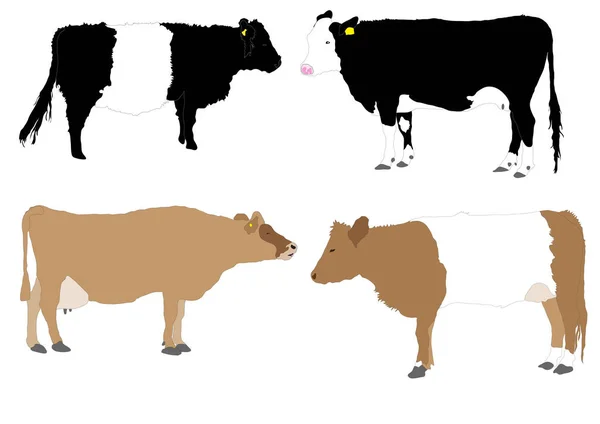 在白色背景下分离的详细系列图解奶牛 — 图库矢量图片