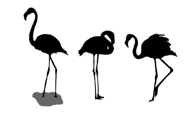 Serie Siluetas Flamingo Aisladas Sobre Fondo Blanco — Vector de stock