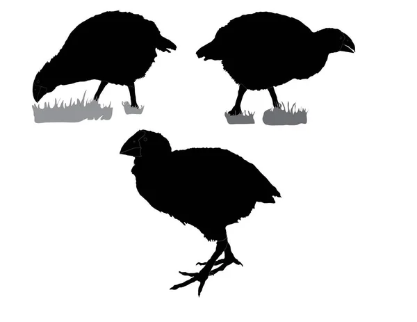 Serie Siluetas Mostrando Takahe Pájaro Nativo Nueva Zelanda — Vector de stock