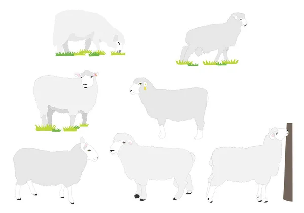 Serie Von Schafen Isoliert Auf Weißem Hintergrund — Stockvektor