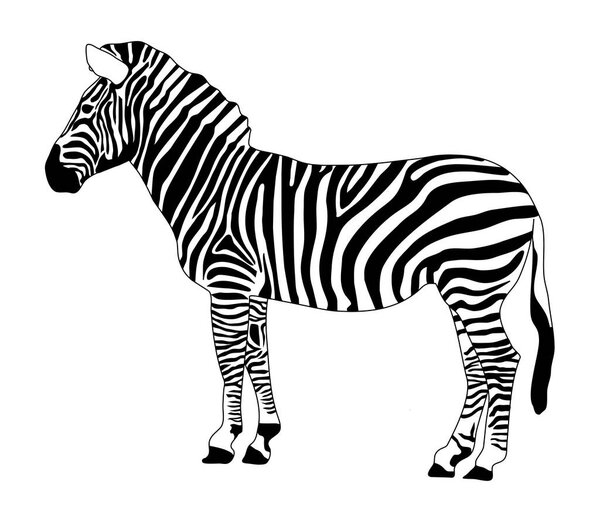 black and white zebra on white background, vector illustration