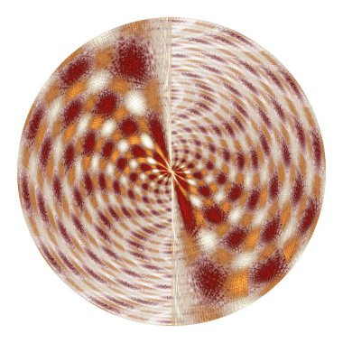 Beyaz arkaplanda deniz kabuğu izole