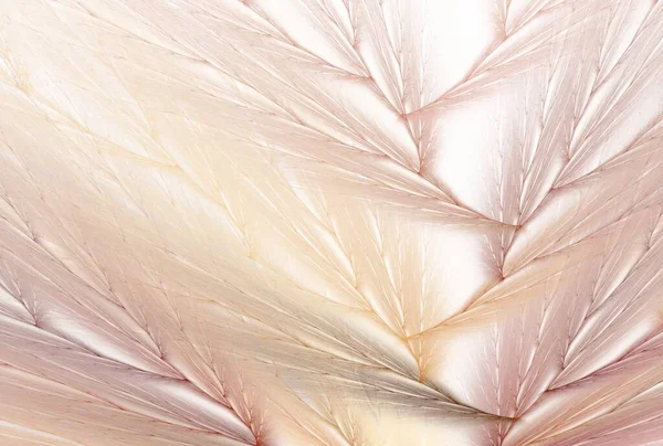 Feathers Bird Feather Abstract Background — Stock Photo, Image