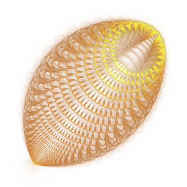 Beyaz arkaplanda deniz kabuğu