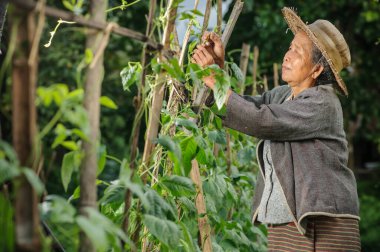 Asyalı büyükanne sebze seçer, geleneksel Asya kültürü konsepti