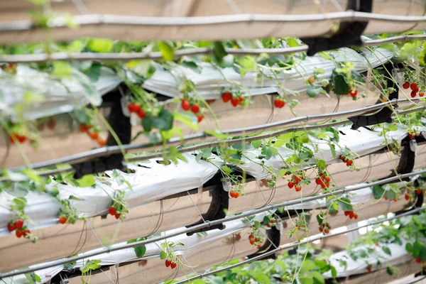 Morango Hidropônico Orgânico Modern Big Greenhouse Alimentos Orgânicos Conceito Saudável — Fotografia de Stock