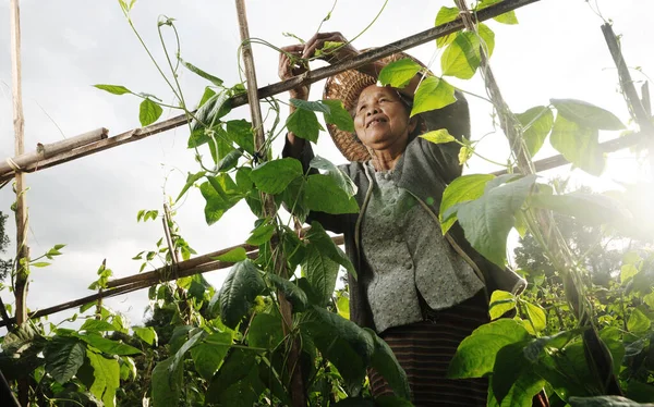 Asiatische Großmutter Pflückt Gemüse Konzept Der Traditionellen Asiatischen Kultur — Stockfoto