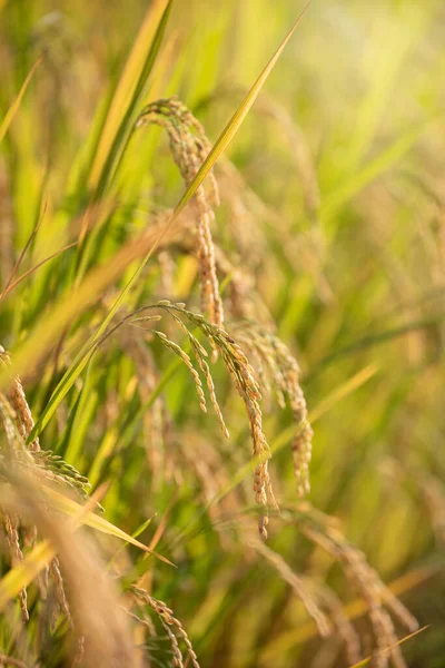 Organické Jasmín Rýže Rýžovém Poli Pozadí Organické Potraviny Zdravý Koncept Stock Snímky