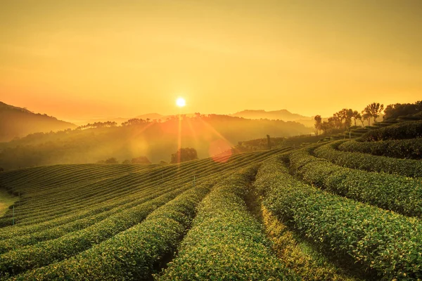 タイ北部の101 Chiang Rai Teaでの茶畑風景の日の出ビュー 鮮やかな色と太陽の効果 ストック画像