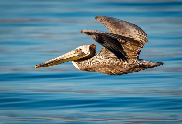 Πετώντας Brown Pelican Που Φέρουν Πάνω Από Salton Θάλασσα — Φωτογραφία Αρχείου