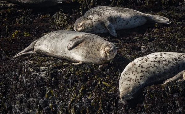 Seals sleeping on a rock off Californian Coast