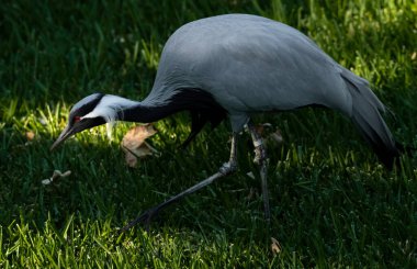 Matmazel Crane çimenlerde yiyecek arıyor. Uzun bacaklar. Kırmızı gözler açık gri ve siyah tüyler.