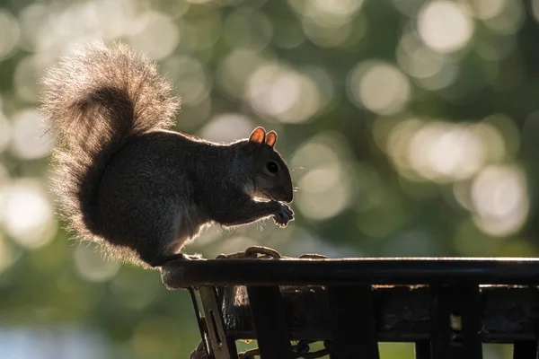 backlit grey squirrel eating trash food standing on the trash bin