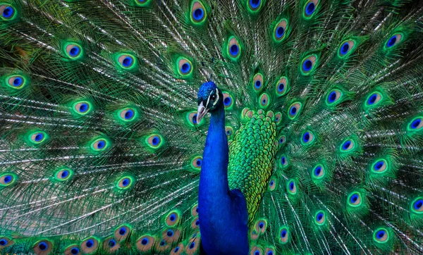 Peacock Dance Display - Peacock Showing Feathers.