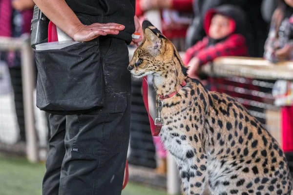 An adorable African serval cat was trained and asked to stop serval cat has 50 percent kill rate very dangerous but they can be trained