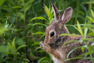 Çene masajına başla. Tavşan serisi ile yüz makyajı yap.