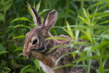 Yüz masajı rutini. Yüzünü kaldır. Tavşan serisiyle yüz makyajı yap.