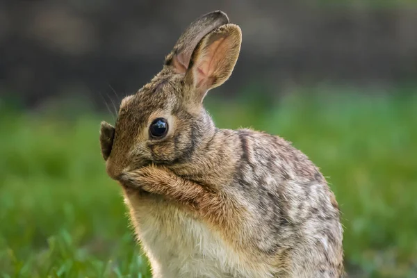 Apprendre Avec Lapin Routine Massage Facial Âge — Photo