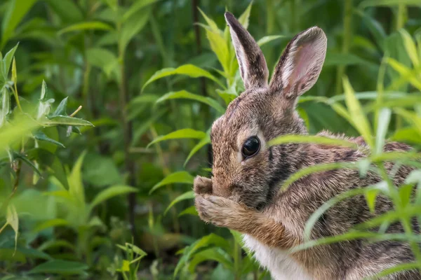 Východní Cottontail Králík Zblízka Obličeje Masáž Umýt Obličej Dělat Vlastní — Stock fotografie