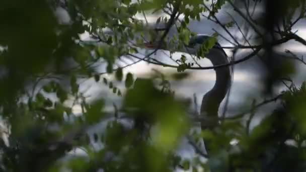 Beau Cliché Héron Bleu Derrière Les Buissons Débit Eau Pendant — Video