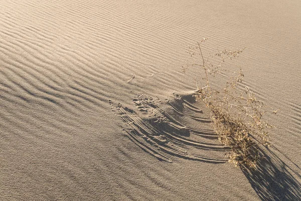 Vento Forte Deserto Sopra Arbustos Trabalhando Como Uma Bússola Desenha — Fotografia de Stock