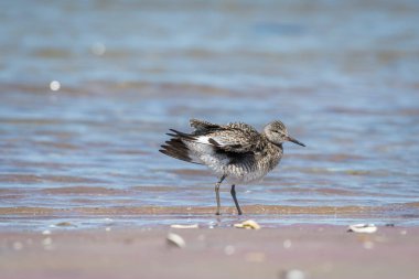 Willet, Scolopacidae familyasından büyük bir sahil kuşudur. Fotoğraf: Cape Cod, Monomoy Ulusal Vahşi Yaşam Sığınağı.