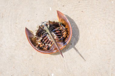 A horseshoe crab lies upside down at the beach of Monomoy National Wildlife Refuge, Cape Cod, MA. clipart