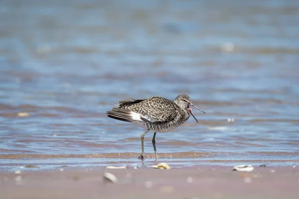 Surprisingly, the willet's tongue is not straight. There is a knot like thing on it. This adult breeding willet found at the Monomoy National Wildlife Refuge opens its mouth and shows us its tongue.