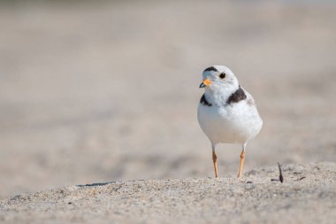 A cute piping plover standing and facing to the audience. front shot. clipart