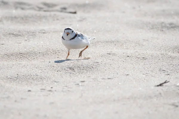 Cute Piping Plover Standing Facing Audience Front Shot — Stock Photo, Image
