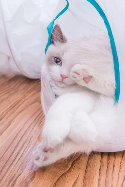 Cute Baby Seal Bicolor Ragdoll Cat Need Rest Play Tunnel — Stock Photo, Image