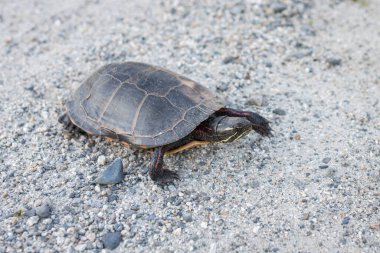 Boyalı bir kaplumbağa gölete doğru yürür. Vermont.