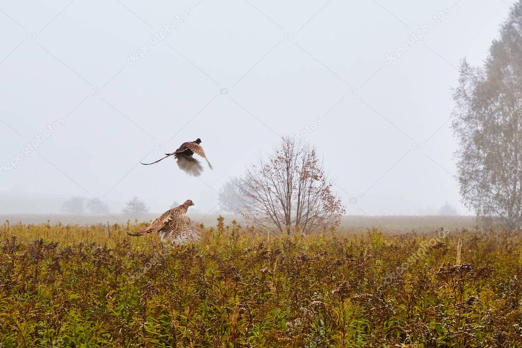 Colorful pheasants rising above the meadow in the autumn misty aura