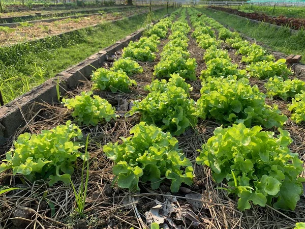 Vegetable plots on the ground Organic farming