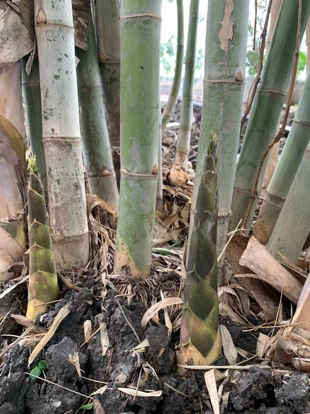 Pędy Bambusa Kiełkujące Glebie — Zdjęcie stockowe