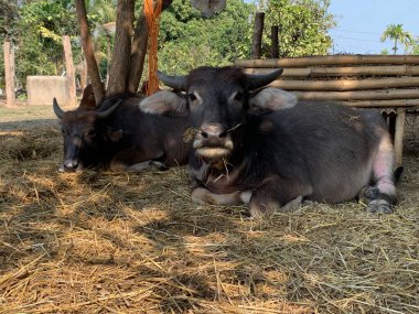 Pipetin üzerinde yatan bir ineğin odak noktası.