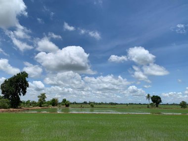 Mavi gökyüzünün altında kümülonimbus bulutlu yeşil pirinç tarlaları