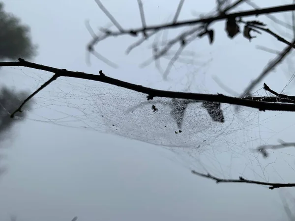 Una Araña Está Temblando Una Rama Seca Una Montaña Alta —  Fotos de Stock