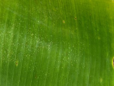 Doğal arka plan olarak yeşil muz yaprağı