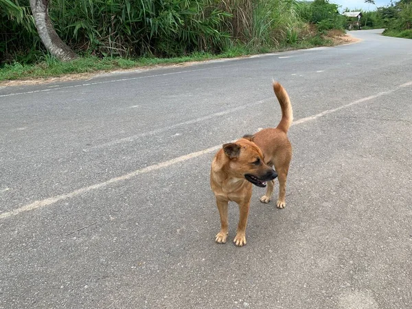 棕色流浪狗站在路上 — 图库照片