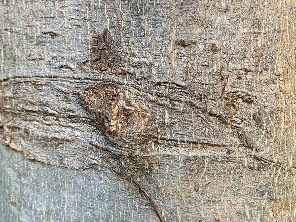 Warze Oder Knorriger Baum Als Abstrakter Hintergrund — Stockfoto