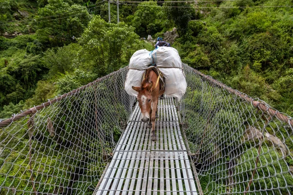 Nepal 'de asılı bir köprüde çuval taşıyan bir eşek.
