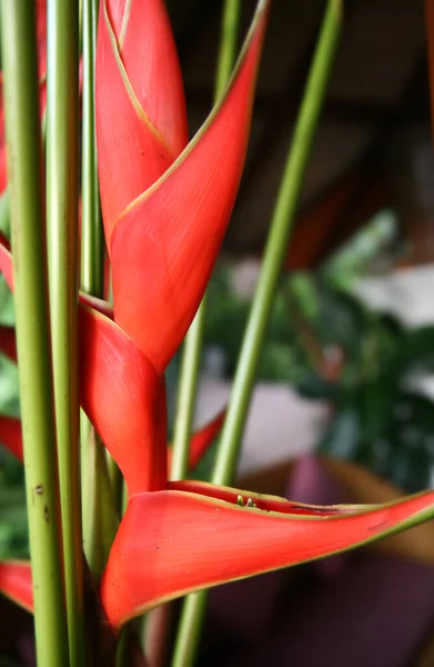 Tayland 'da Egzotik Kırmızı Heliconia Bihai Çiçek Kapanışı