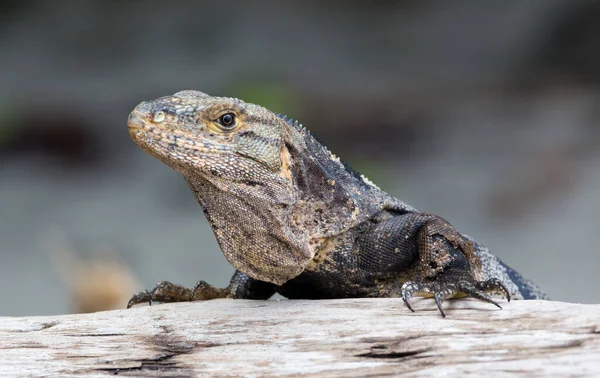 Kosta Rika 'da geçmişi bulanık iguana portresi