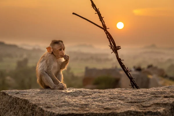 Yalnız Maymun yavrusu Hampi, Hindistan 'da Sunset' i izliyor.